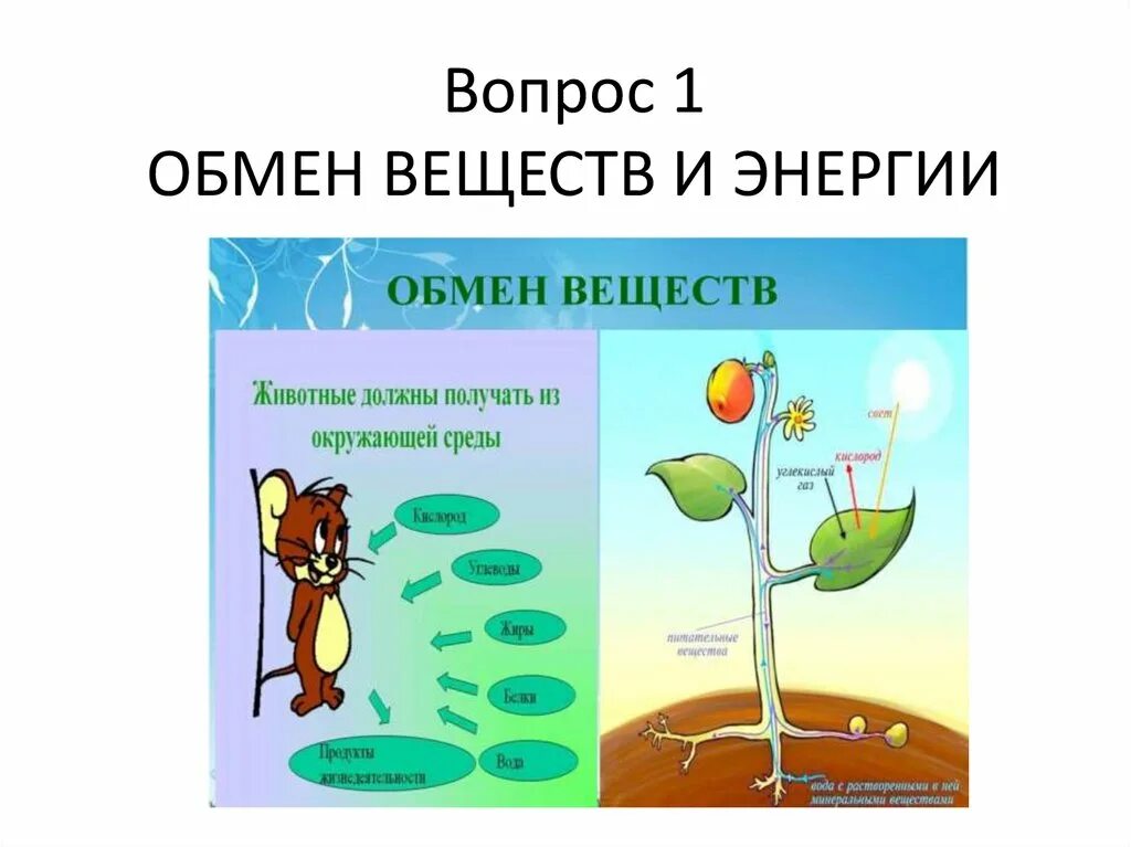 Обмен жизни и среда. Обмен веществ и энергии. Обмен веществ и энергии метаболизм. Схема обмена веществ и энергии. Обмен веществ и энергии с окружающей средой.