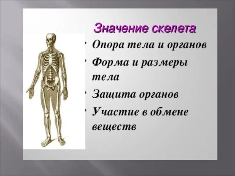 Скелет опора организма 6 класс биология. Скелет опора. Опора тела. Опора тела и движение.