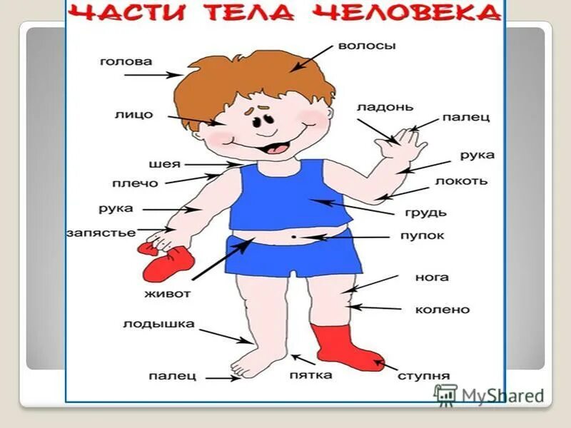 Внешнее строение 2 класс. Строение птицы. Строение тела человека 2 класс окружающий мир школа россии. Строение тела человека. Строение человека внешние части тела подписаны.