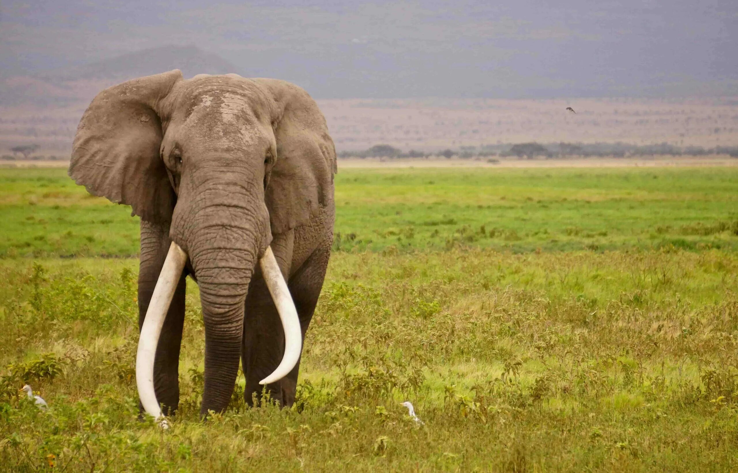 Стоящий слоник. Бивни африканского слона. Африканский слон с большими бивнями. Бивни слонов. Слоны с бивнями.