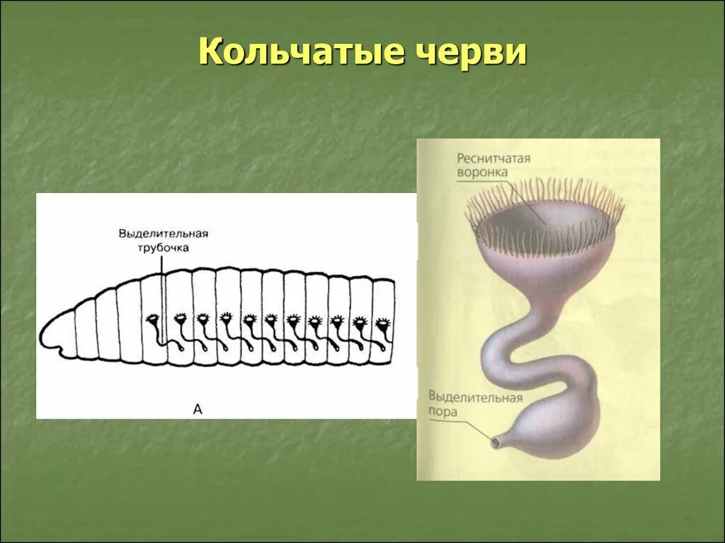 Выделительная система кольчатых червей. Кольчатые черви выделительная система. Биология 6 класс тема выделение. Выделительная система классов животных.