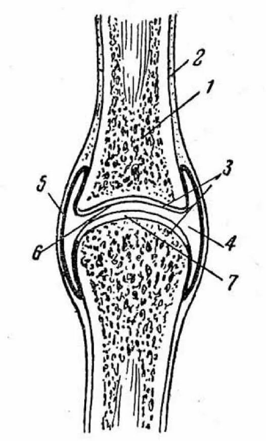 Какие структуры сустава обозначены цифрами. Суставная сумка кость суставной хрящ кость. Строение сустава ЕГЭ биология. Строение сустава биология. Зарисовать строение сустава.