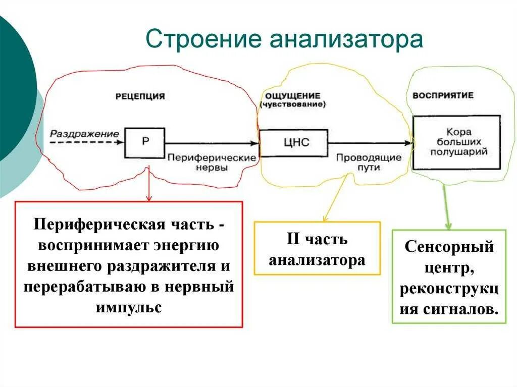 Сенсорная функциональная система. Общая схема строения анализаторов. Общая схема анализатора физиология. Схема состав анализатора. Схема работы тактильного анализатора.