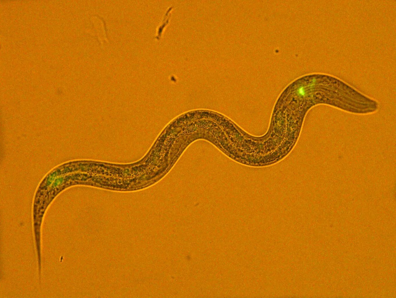 Представители свободноживущих червей. Черви Caenorhabditis elegans. Нематода Caenorhabditis elegans. Нематодозы (круглые черви)..