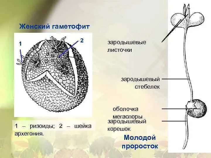 Женский гаметофит. Женский гаметофит селагинеллы. Зародышевый стебелек. Женский гаметофит цветковых растений.