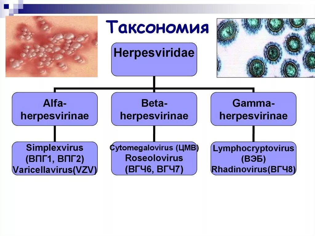 Вирус герпеса 2. Вирус герпеса таксономия. Альфа герпес вирус таксономия. Герпес таксономия микробиология.
