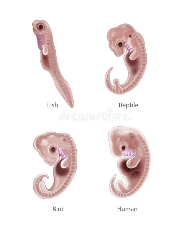 Наличие хвоста у зародыша человека на ранней. Человеческий эмбрион с хвостом.