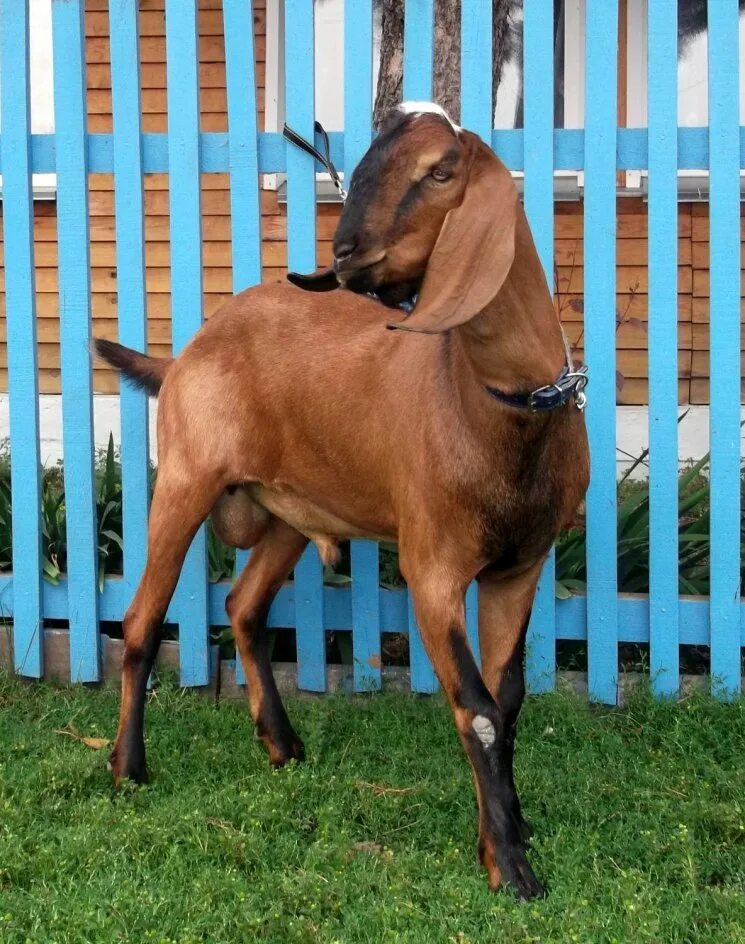 Коза нубийской породы описание породы цена. Англо-нубийская коза. Альпо-нубийские козы. Порода Козлов нубиец. Англо нубийская порода Козлов.