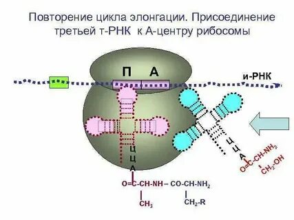 Процессинг ирнк присоединение к ирнк