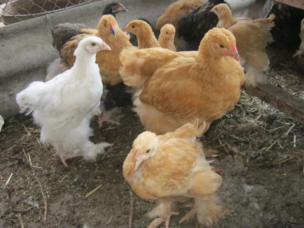 цыплята два месяца. трехмесячные цыплята. трехмесячные цыплята. 2 месячные цыплята. цыплята два месяца.