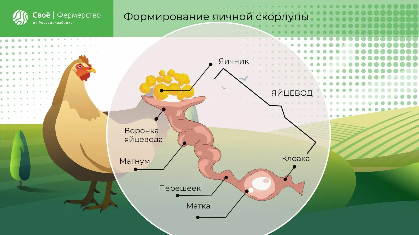 Как у куриц получается яйцо. Яйцевод у курицы схема.