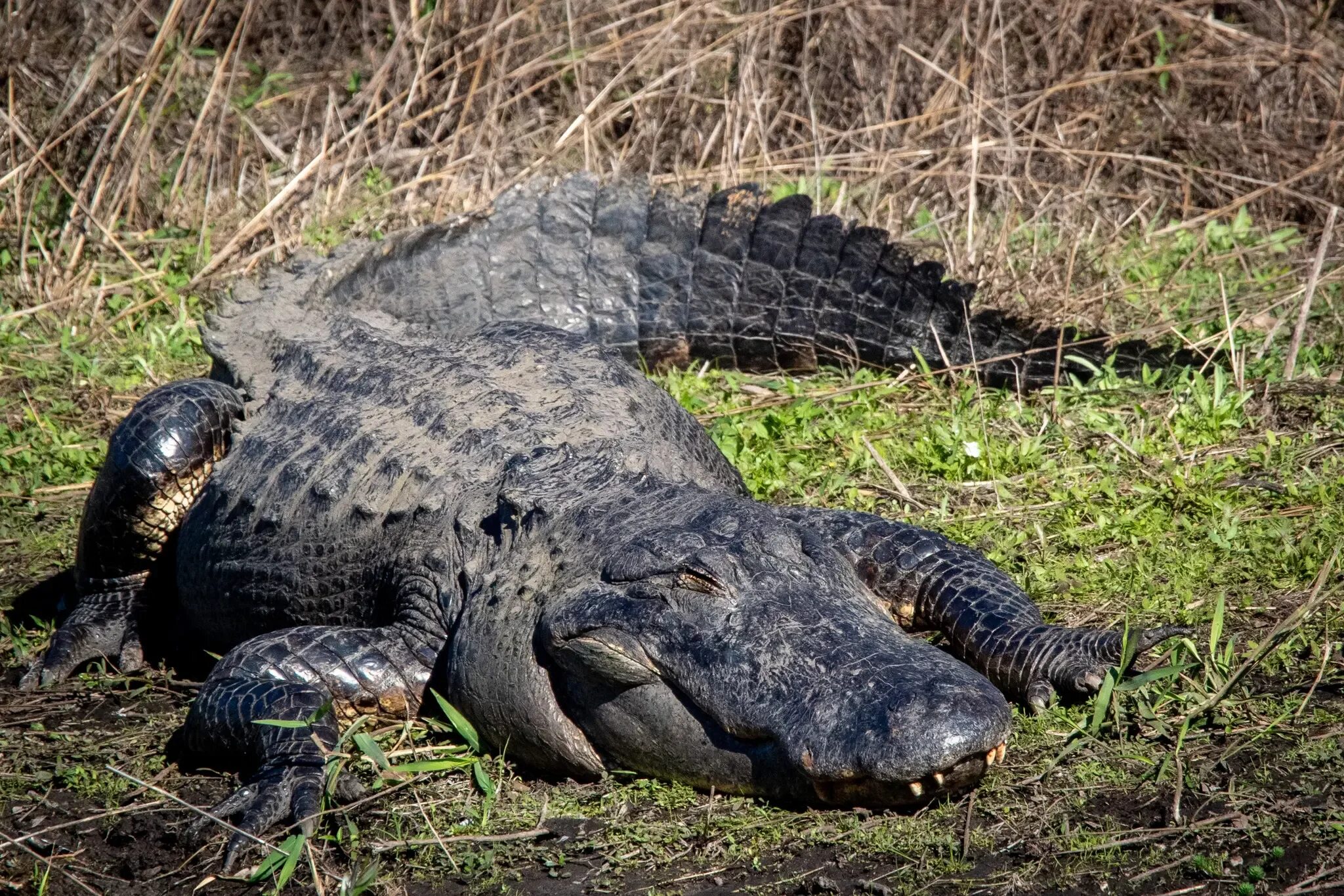 Миссисипский аллигатор отряд. Миссисипский Аллигатор. Alligator mississippiensis. Миссисипский Аллигатор в Московском зоопарке. Миссисипский Аллигатор размножение.