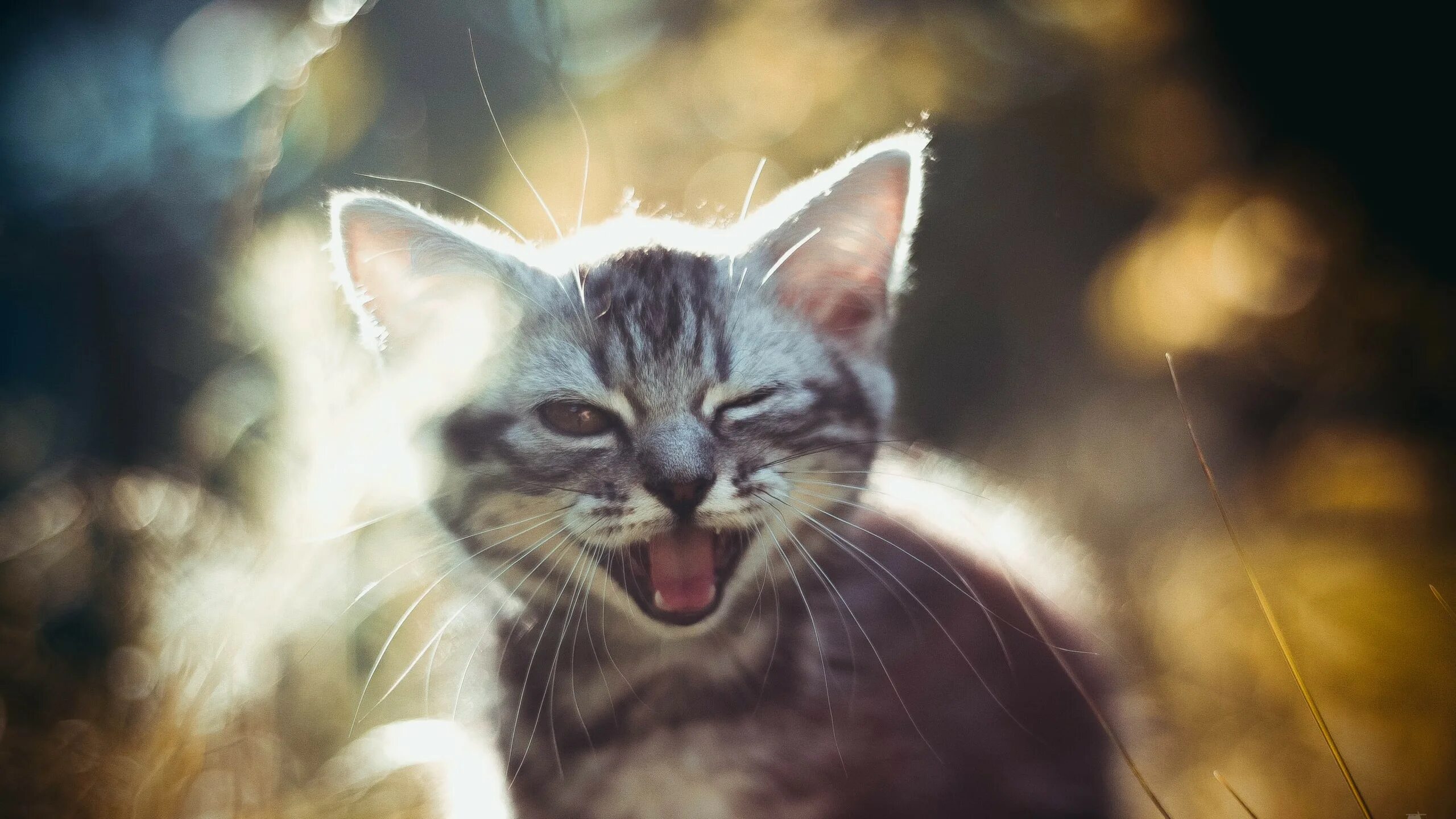Счастливый кот. Улыбка кота. Кошка улыбается. Радостный кот. Cat is happy