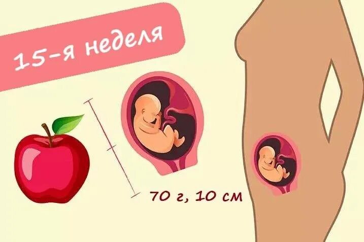 15 акушерских недель. Плод 15 недель беременности размер плода. 15 Недель беременности размер. 14-16 Недель беременности. Размер ребёнка на 15 неделе беременности.