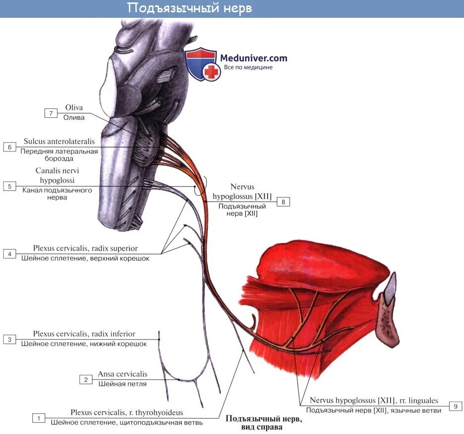 12 Пара черепных нервов подъязычный. XII пара - подъязычный нерв. XII пара. Подъязычный нерв (n. hypoglossus). Подъязычный нерв (n.hypoglossus [XII]) иннервирует. Поражение подъязычного нерва