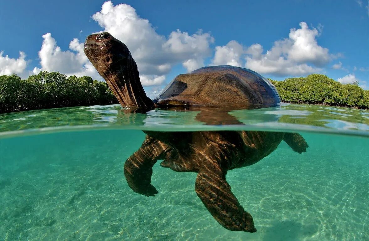 Сейшельские черепахи. Гигантская черепаха Альдабра. Остров Альдабра Сейшелы черепахи. Черепаха Альдабра на Сейшелах. Атолл Альдабра.