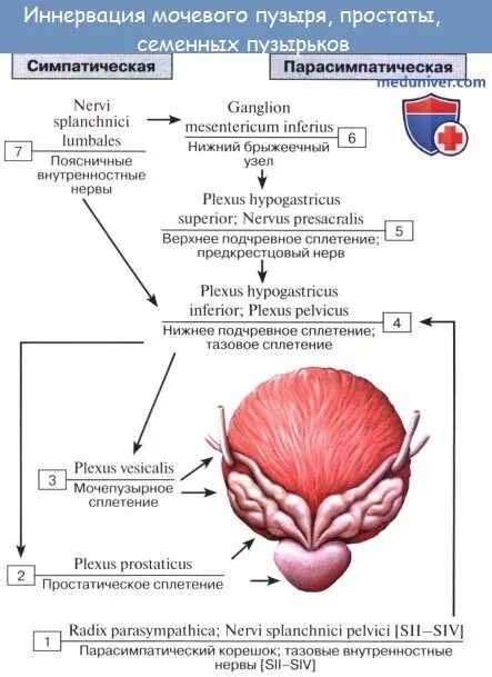 Наружный мочеиспускательный канал. Кровоснабжение предстательной железы схема. Мочевой пузырь кровоснабжение и иннервация. Иннервация мочевого пузыря анатомия. Сосуды мочевого пузыря анатомия.
