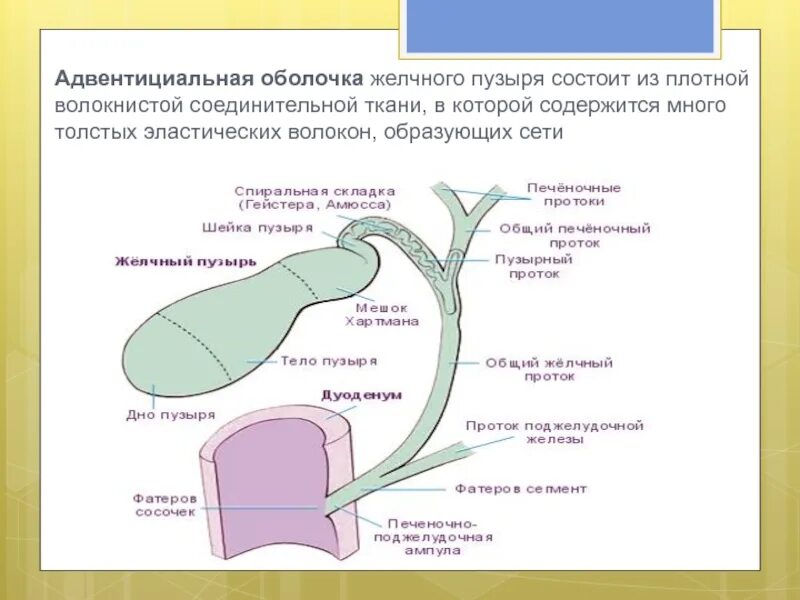 Изменение стенок желчного пузыря. Строение стенки желчного пузыря анатомия. Адвентициальная оболочка желчного пузыря. Желчный пузырь и желчные протоки анатомия. Желчный пузырь оболочки схема.