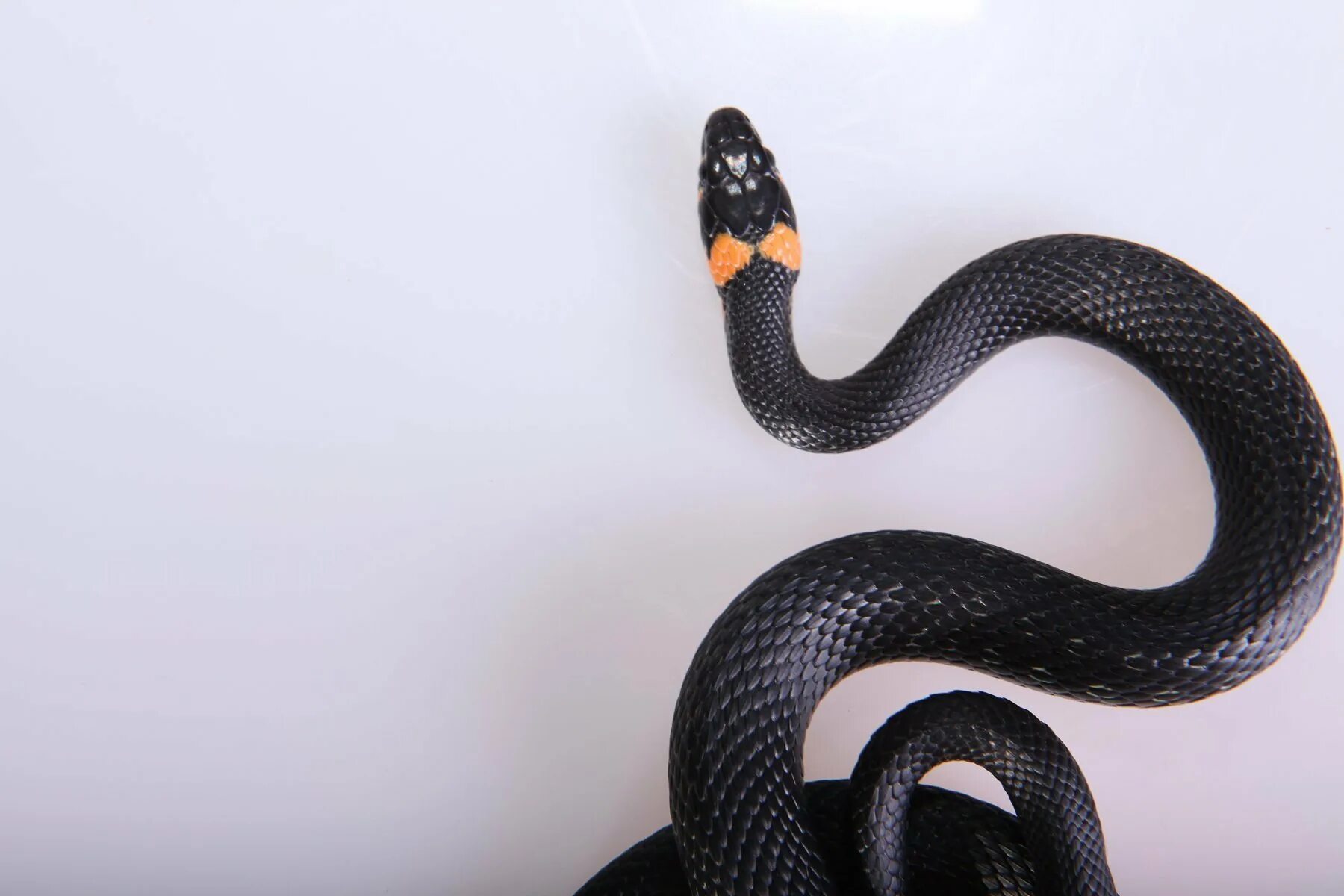 Темного змейка. Черный Аспид змея. Королевская змея нигрита. Черный полоз. Чёрная змея с белыми пятнами.