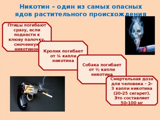 Брось сигарету. Вредные вещества в сигарете. Строение сигареты. Химическая структура алкалоидов. Содержание вредных веществ в сигарете.