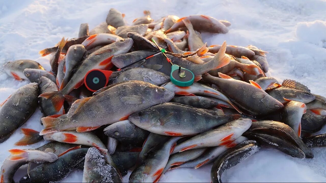 Много клев. Улов окуня зимой. Зимний улов рыбы. Много окуня зимой. Куча рыбы на льду.