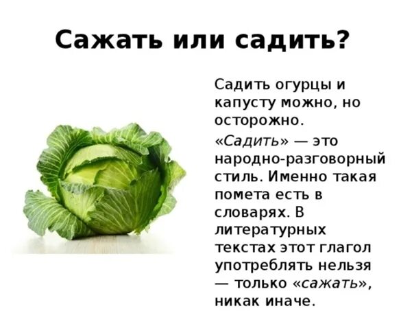 Как правильно сеяте или сеете. Садить или сажать как правильно говорить. Как правильно говорить сажу или сажаю. Глагол садить в русском языке. Садить или сажать как правильно говорить и писать.