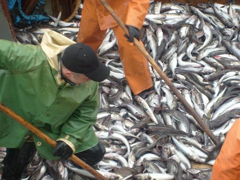 Промысел минтая. Промысел минтая в охотском море. Промысел минтая. Сельдь охотское море. Охотское море рыболовство.