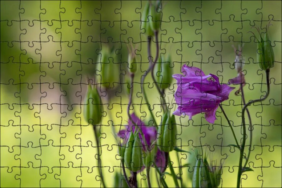 Она дикий цветок. Она дикий цветок. Maria elisa camargo. Она дикий цветок. Himalayan balsam растение.