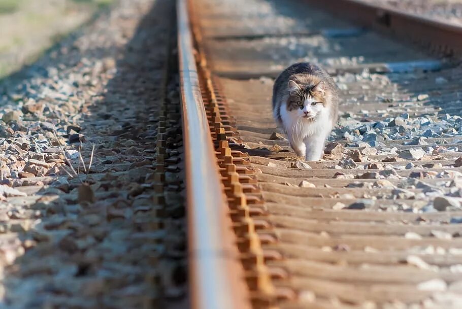 Кот на железной дороге. Котик на рельсах. Железная дорога и кошка. Кошка идет по рельсам. Животный ж д