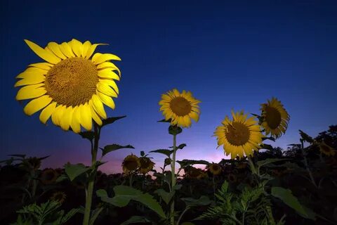 Sunflower 4