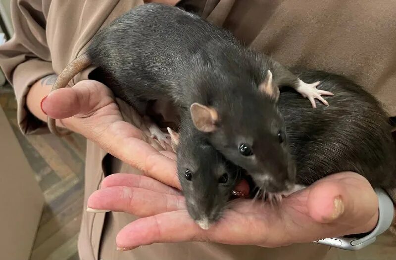 домашняя мышь квартирная. завести крысу. завести крысу. домашние крысы плюсы. мышь в квартире.