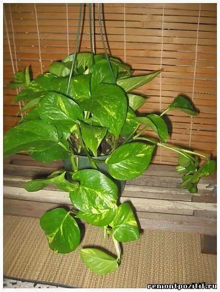 Do's and Don'ts 8 Steps to New Indoor Plant Success! Plants, Indoor plants, Plan