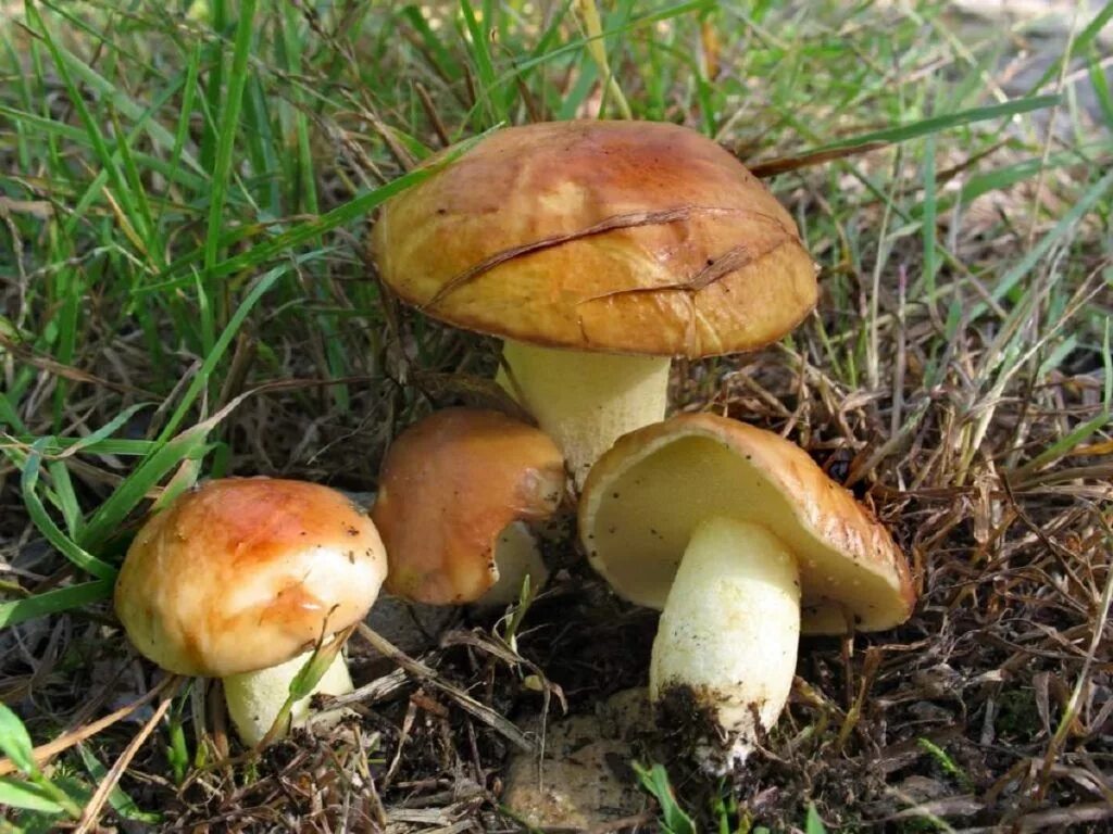 Масленок. Маслёнок гриб. Масленок зернистый летний Suillus granulatus. Съедобные грибы маслята. Маслёнок серый Suillus aeruginascens.