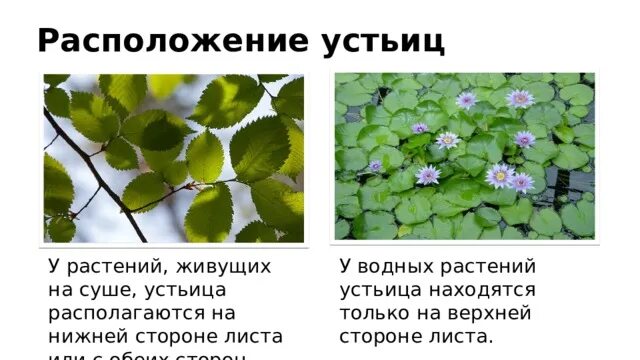 Файлы