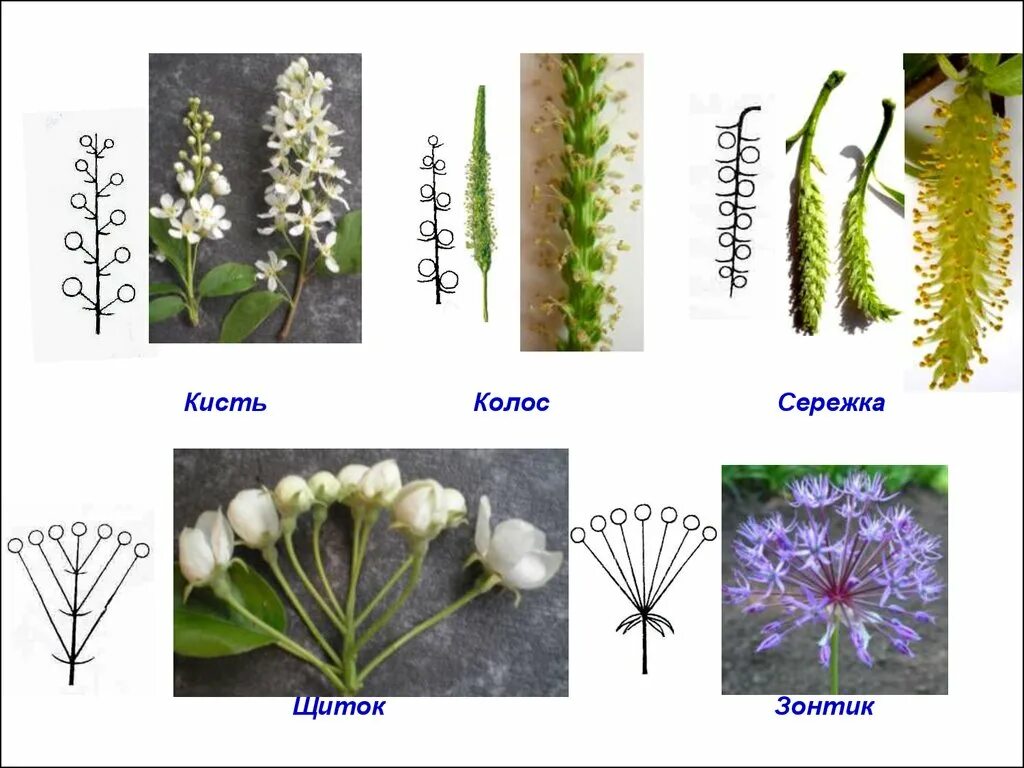Соцветие щиток Колос. Соцветие Сережка. Цветы с соцветием кисть. Растения с соцветием сложная кисть. Щиток у каких растений