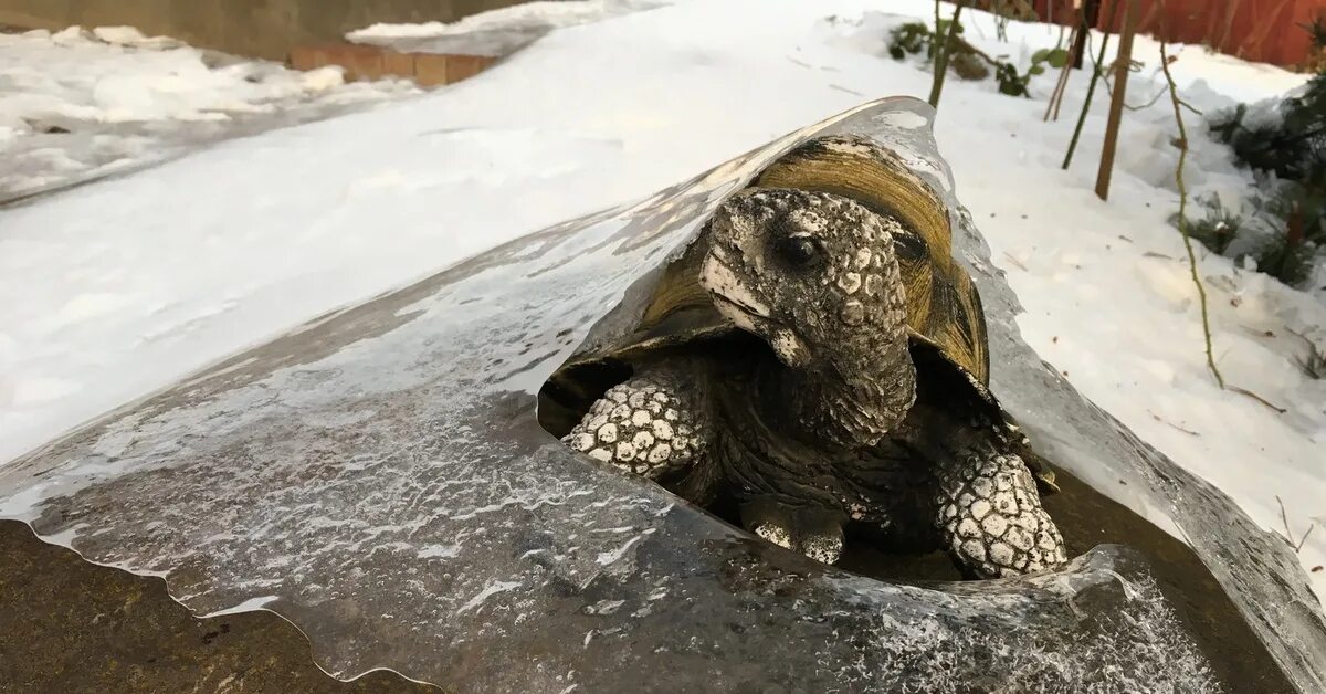 Как зимуют черепахи. Черепахи подо льдом. Черепаха зимой.