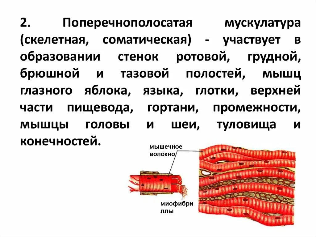 Скелетная поперечно полосатая мускулатура состоит из. Строение поперечнополосатой мышечной ткани. Поперечнополосатые мышечные клетки. Поперечнополосатая Скелетная мышечная ткань строение. Поперечно исчерченная мышечная ткань.