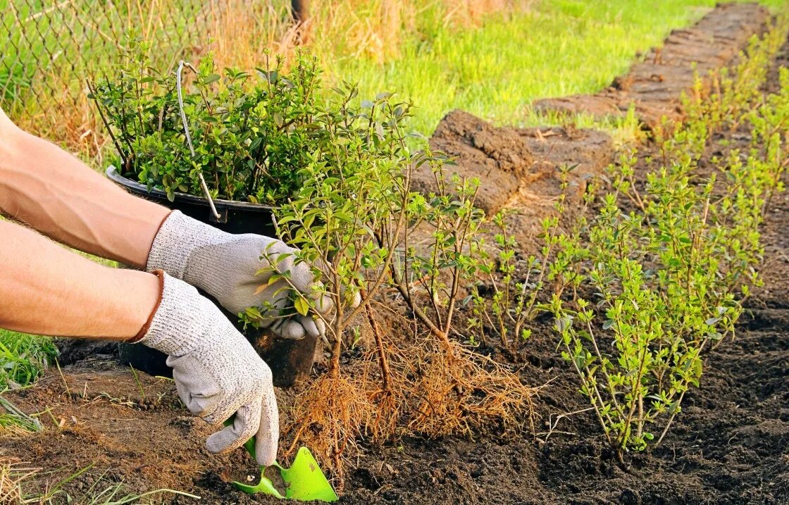 Какую почву любят кустарники. Двухрядная посадка кизильника. Спирея Живая изгородь. Барбарис высадка живой изгороди. Спирея Барбарис размножение.