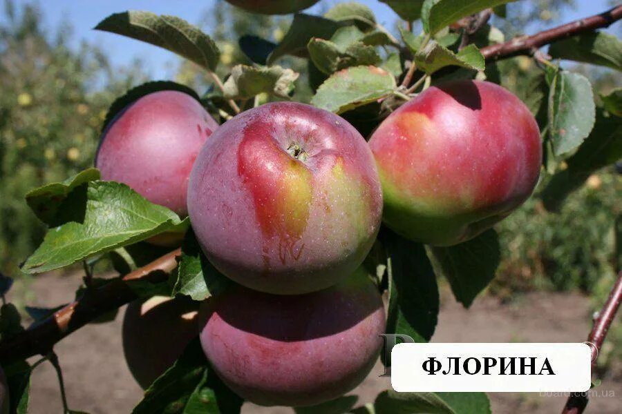 Яблоня зимняя сладкая сорт. Яблоки сорт фуджи флорина. сорт яблони флорина. саженцы яблони флорина. яблони саженцы сорта айдаред,флорина.