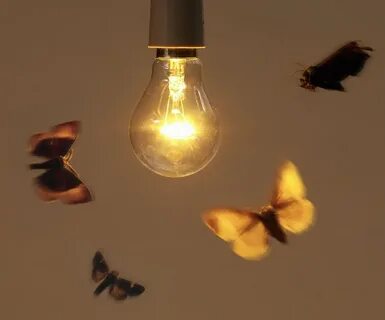 Почему мотыльки свет