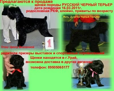 Сколько лет живет русский терьер