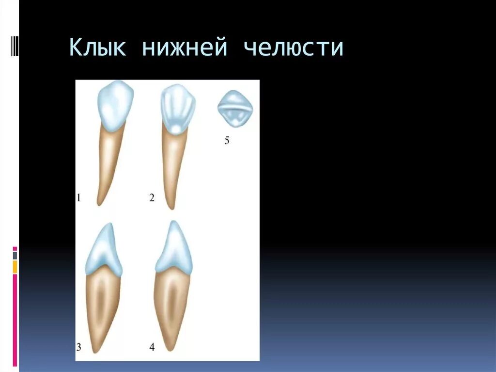 Клык сверху зубов. Клык нижней челюсти анатомия. Моделировка клыка верхней челюсти. Клыки зубы анатомия. Клык верхней челюсти анатомия моделирование.