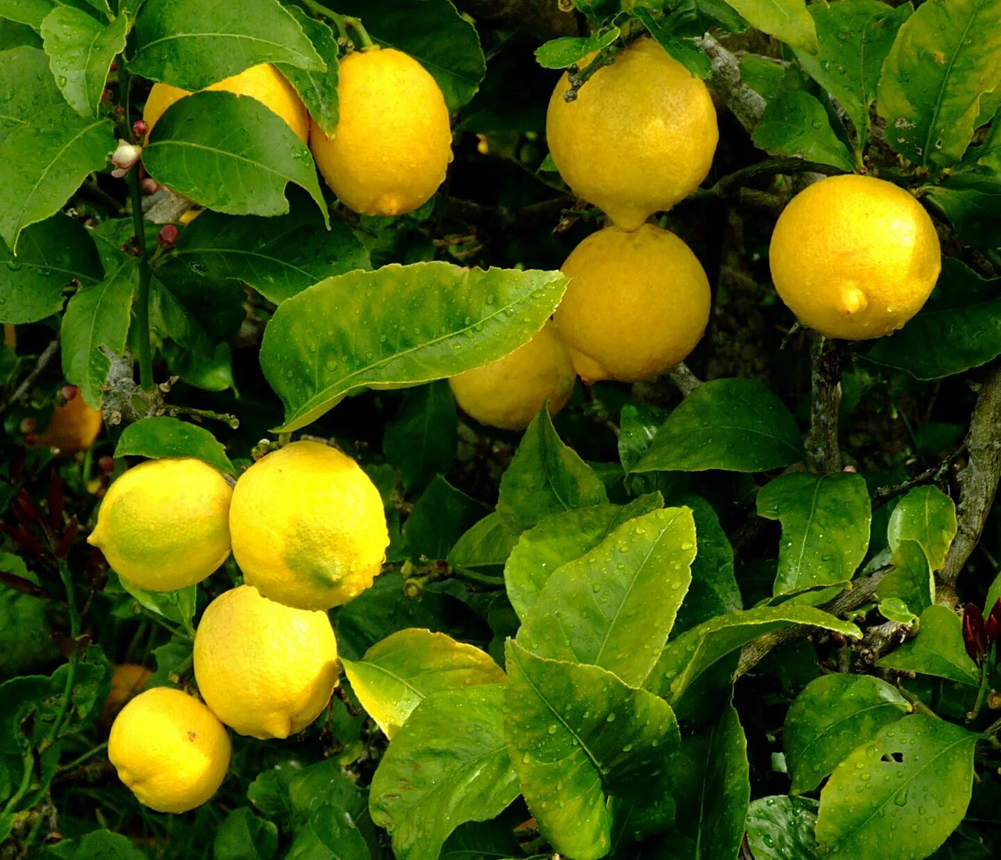 My lemons. Фреска лимоны. Красивый лимон. Саженец лимона. Лимон оранжевый сорт.