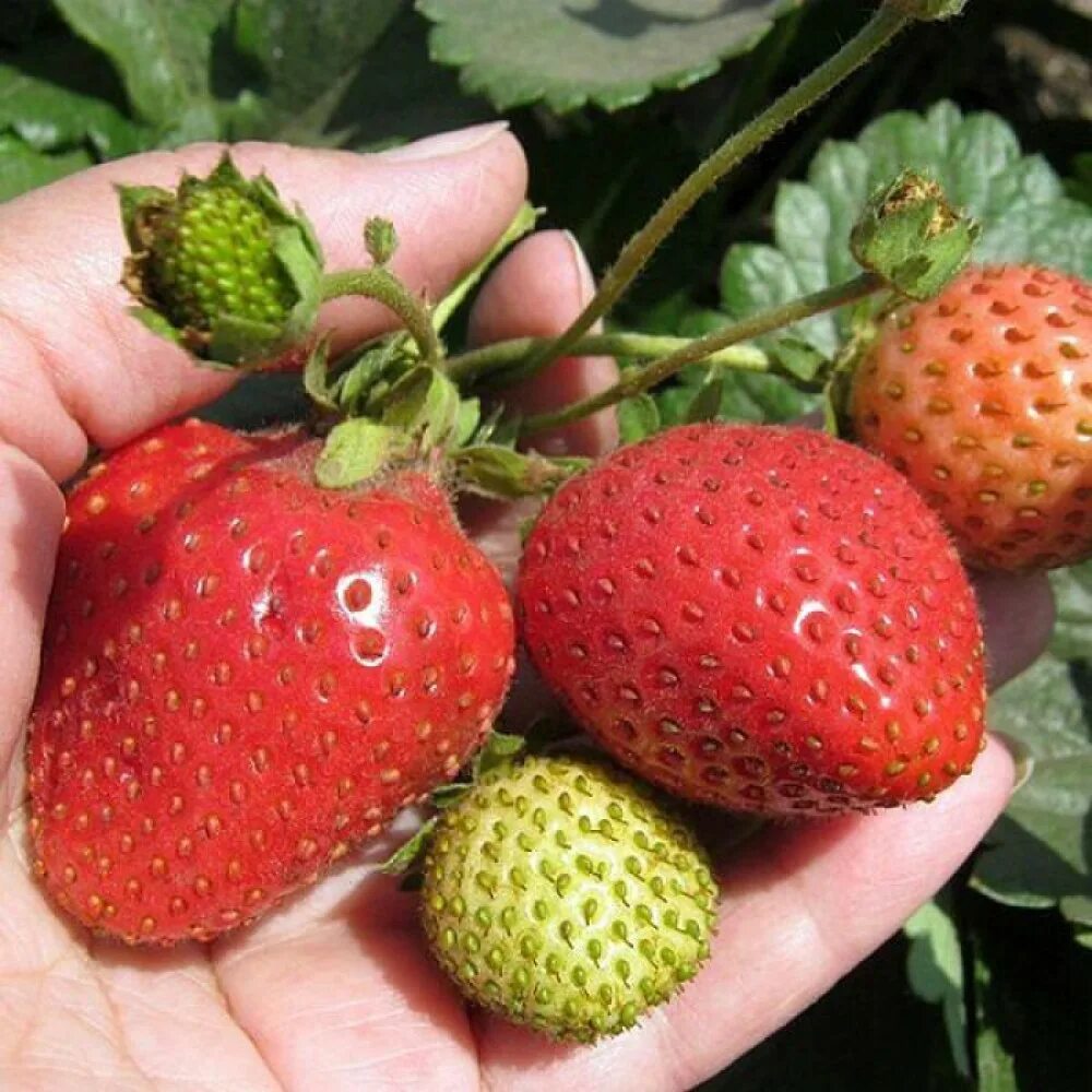 Земляника размеры ягод. Клубника размеры. Виктория сорт эльсанта. Земляника русский размер f1 (нк). Размер клубники.