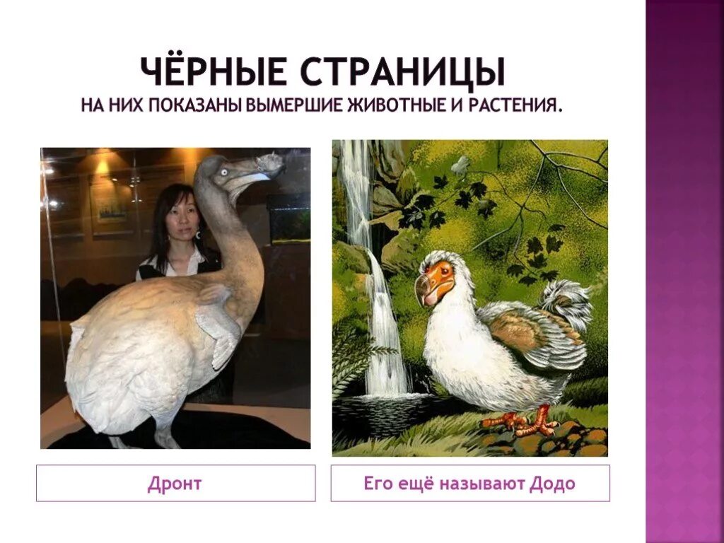 Черные страницы красной книги животные. Чёрная книга вымерших растений. чёрные страницы красной книги растения. черные страницы красной книги растения вымершие. на черной странице вымершие и растения это.