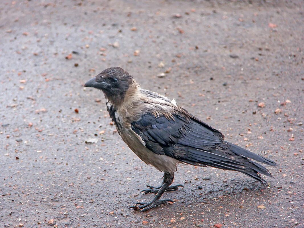 Мокрая ворона. Мокрый ворон. Ворон грязный. Мокрый ворон. Грустная ворона.