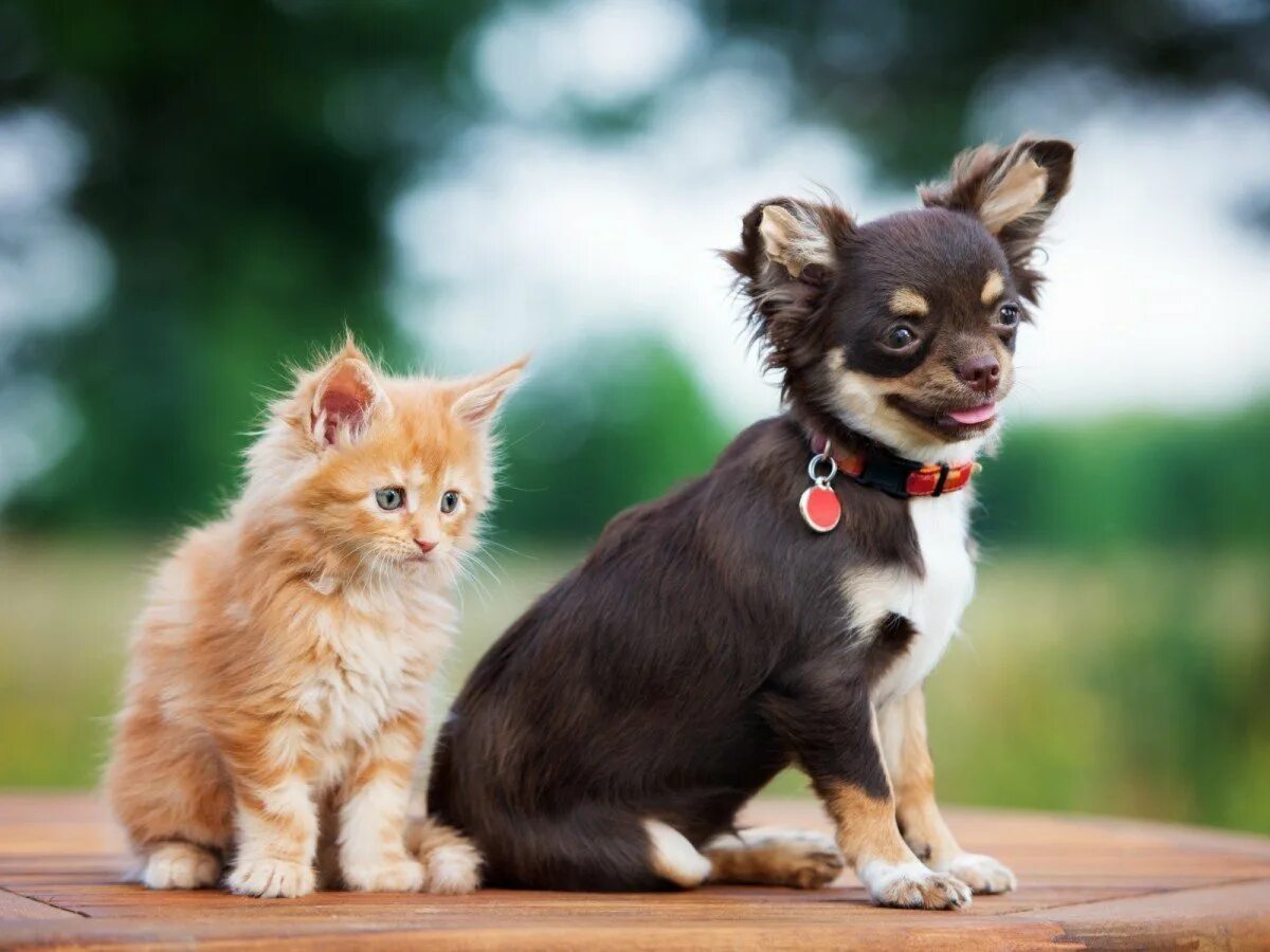 Собака с кошкой. Чихуахуа. Собачки и кошечки. Милые собачки и кошечки. Кошки и собаки маленькие.