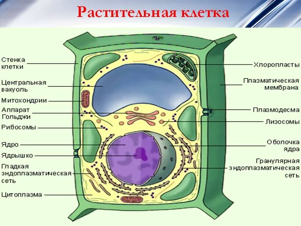 Пластиды содержат рибосомы
