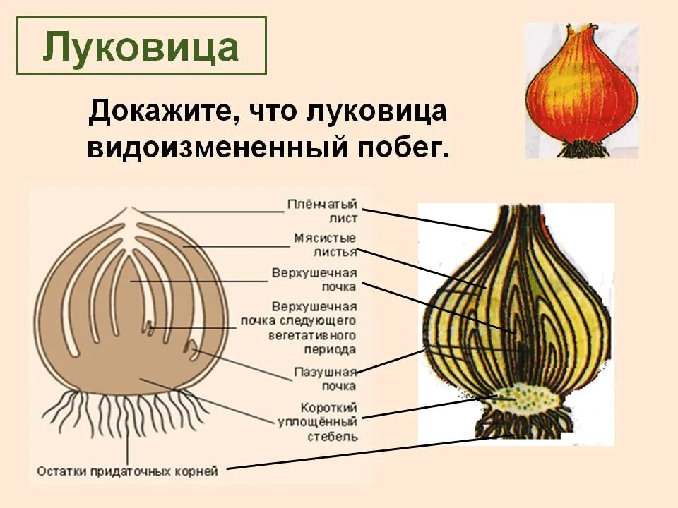 Видоизменённый побег корневище. Строение видоизмененных побегов клубень. Видоизменения побегов 6 класс биология луковица. Строение луковицы видоизмененные листья.