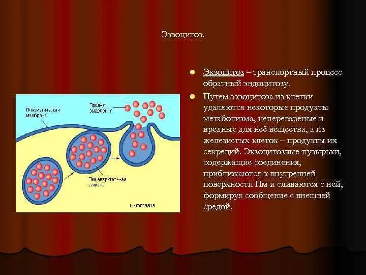 Экзоцитоз клеточная мембрана. Плазматическая мембрана эндоцитоз. Фагоцитоз пиноцитоз экзоцитоз.